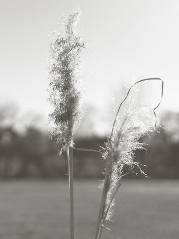 Ethereal Pampas IV White Modern Wood Framed Art Print with Double Matting by Johnson, Jason