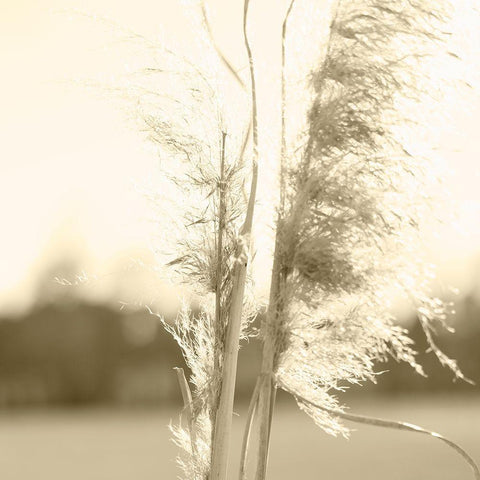 Ethereal Pampas V Black Modern Wood Framed Art Print with Double Matting by Johnson, Jason