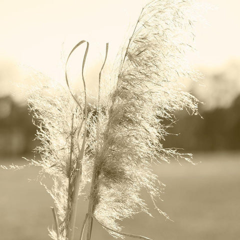 Ethereal Pampas VI Black Modern Wood Framed Art Print with Double Matting by Johnson, Jason