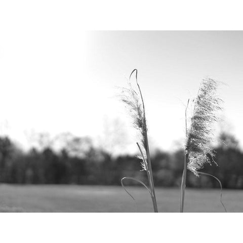 Ethereal Pampas VII White Modern Wood Framed Art Print by Johnson, Jason