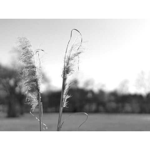 Ethereal Pampas VIII Black Modern Wood Framed Art Print with Double Matting by Johnson, Jason