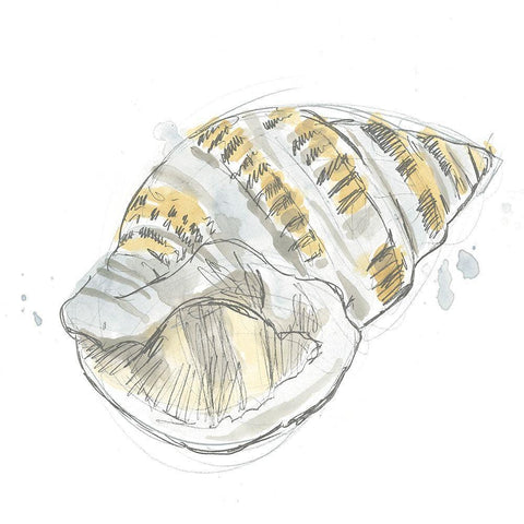 Citron Shell Sketch I White Modern Wood Framed Art Print with Double Matting by Vess, June Erica