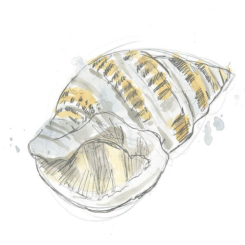 Citron Shell Sketch I Black Modern Wood Framed Art Print with Double Matting by Vess, June Erica