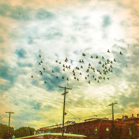 Birds on Wires V Black Modern Wood Framed Art Print by Brown, Thomas