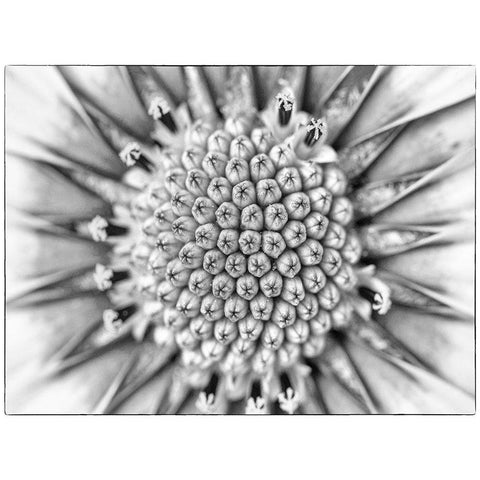 Quiet Burst I Gold Ornate Wood Framed Art Print with Double Matting by Hartson-Weddle, Ryan