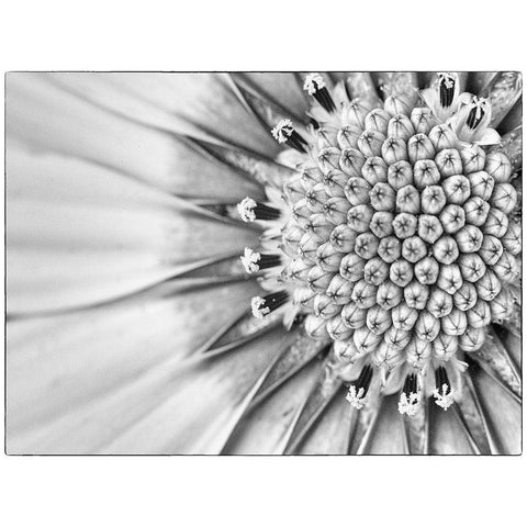 Quiet Burst II Black Modern Wood Framed Art Print with Double Matting by Hartson-Weddle, Ryan