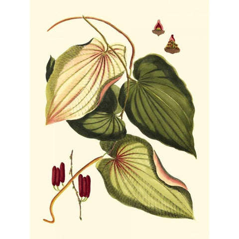 Buchoz Leaves III Gold Ornate Wood Framed Art Print with Double Matting by Vision Studio