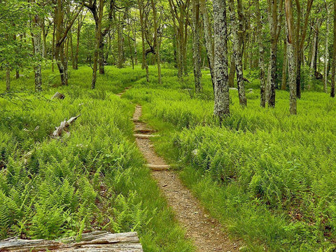 Country Road Photo V Black Ornate Wood Framed Art Print with Double Matting by McLoughlin, James