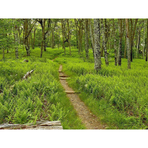 Country Road Photo V White Modern Wood Framed Art Print by McLoughlin, James