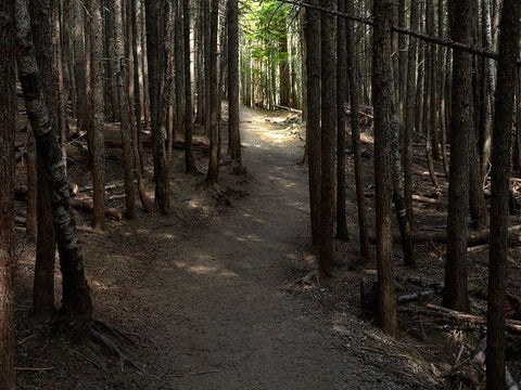 Country Road Photo VI Black Ornate Wood Framed Art Print with Double Matting by McLoughlin, James