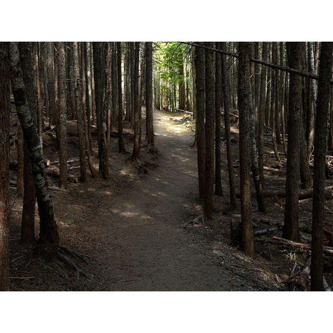 Country Road Photo VI Black Modern Wood Framed Art Print by McLoughlin, James