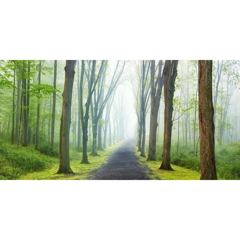 Country Road Photo VIII White Modern Wood Framed Art Print by McLoughlin, James