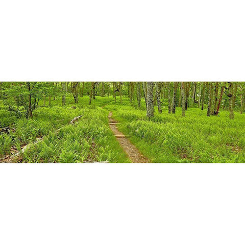 Country Road Panorama VI Black Modern Wood Framed Art Print with Double Matting by McLoughlin, James