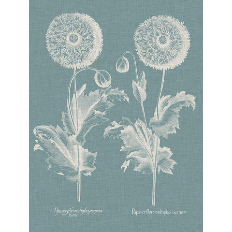 Besler Poppies III Black Modern Wood Framed Art Print with Double Matting by Besler, Basilius