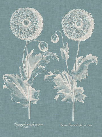 Besler Poppies III White Modern Wood Framed Art Print with Double Matting by Besler, Basilius