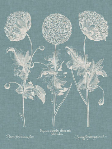 Besler Poppies IV Black Ornate Wood Framed Art Print with Double Matting by Besler, Basilius