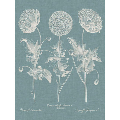 Besler Poppies IV Gold Ornate Wood Framed Art Print with Double Matting by Besler, Basilius