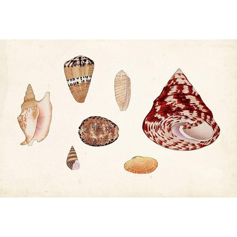 Antique Shell Anthology V Black Modern Wood Framed Art Print with Double Matting by Vision Studio