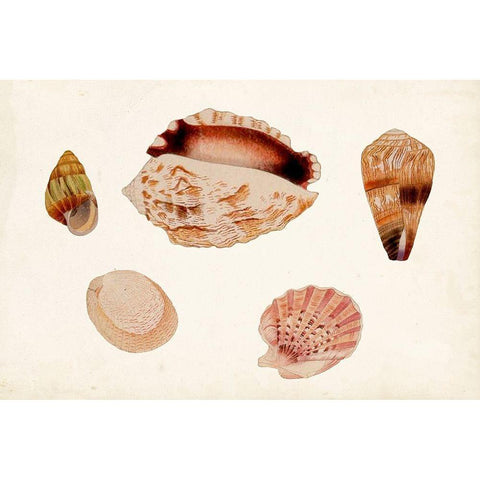 Antique Shell Anthology VI White Modern Wood Framed Art Print by Vision Studio