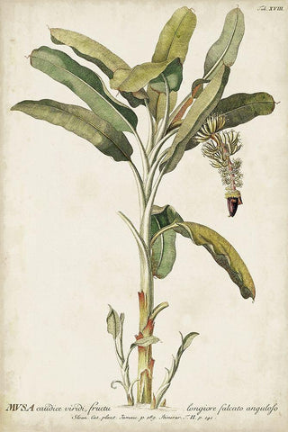 Banana Palm I White Modern Wood Framed Art Print with Double Matting by Unknown