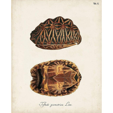 Antique Turtles and Shells I White Modern Wood Framed Art Print by Unknown