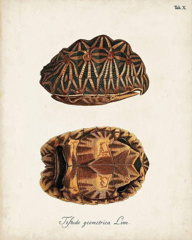 Antique Turtles and Shells I Black Ornate Wood Framed Art Print with Double Matting by Unknown