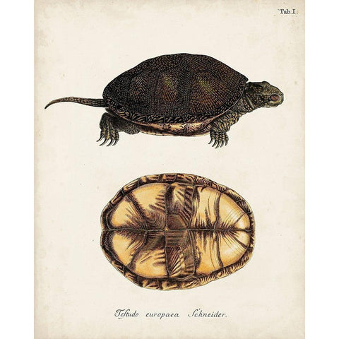 Antique Turtles and Shells II White Modern Wood Framed Art Print by Unknown