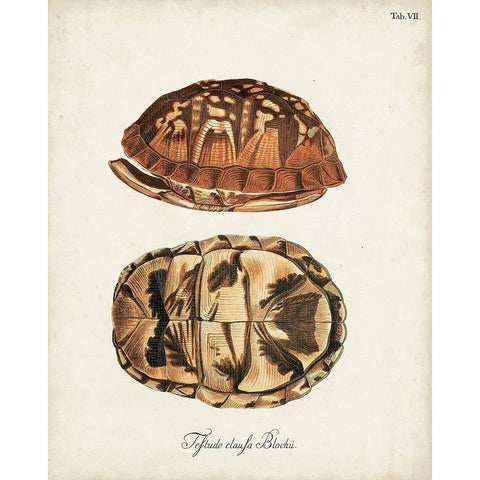 Antique Turtles and Shells III White Modern Wood Framed Art Print by Unknown