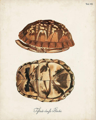 Antique Turtles and Shells III White Modern Wood Framed Art Print with Double Matting by Unknown