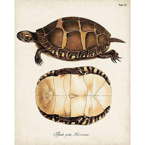 Antique Turtles and Shells IV White Modern Wood Framed Art Print by Unknown