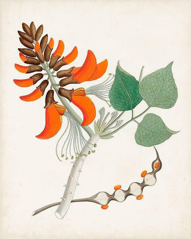 Botanical of the Tropics I White Modern Wood Framed Art Print with Double Matting by Unknown