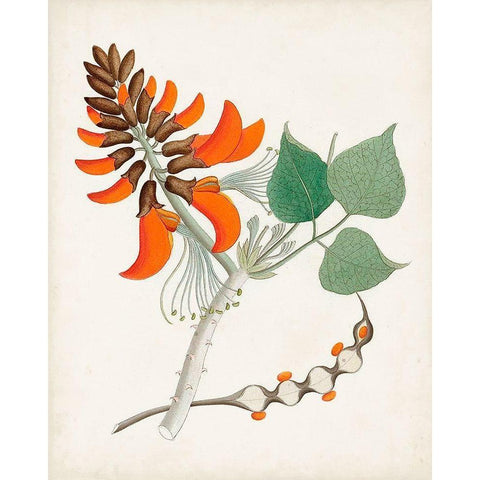 Botanical of the Tropics I Black Modern Wood Framed Art Print by Unknown
