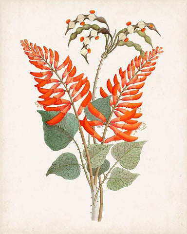 Botanical of the Tropics II Black Ornate Wood Framed Art Print with Double Matting by Unknown