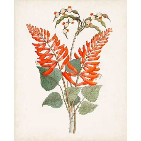 Botanical of the Tropics II Black Modern Wood Framed Art Print by Unknown