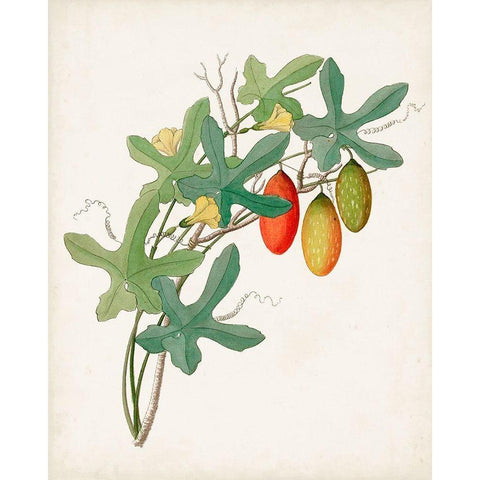 Botanical of the Tropics III White Modern Wood Framed Art Print by Unknown