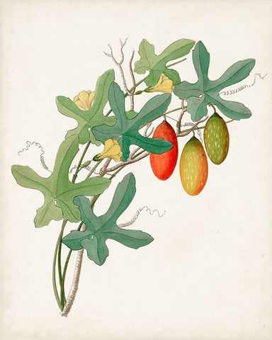 Botanical of the Tropics III White Modern Wood Framed Art Print with Double Matting by Unknown