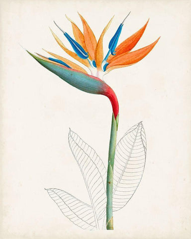 Botanical of the Tropics IV White Modern Wood Framed Art Print with Double Matting by Unknown