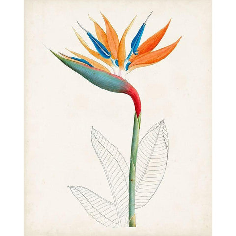 Botanical of the Tropics IV Black Modern Wood Framed Art Print by Unknown