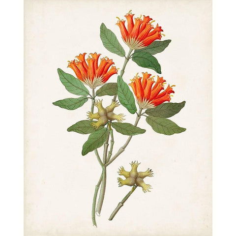 Botanical of the Tropics V Black Modern Wood Framed Art Print by Unknown