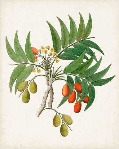 Botanical of the Tropics VI Black Ornate Wood Framed Art Print with Double Matting by Unknown