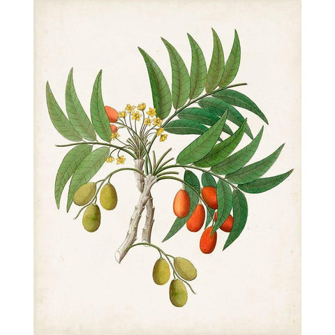 Botanical of the Tropics VI Black Modern Wood Framed Art Print with Double Matting by Unknown