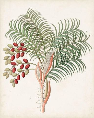Botanical of the Tropics VII White Modern Wood Framed Art Print with Double Matting by Unknown