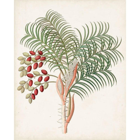 Botanical of the Tropics VII Black Modern Wood Framed Art Print by Unknown
