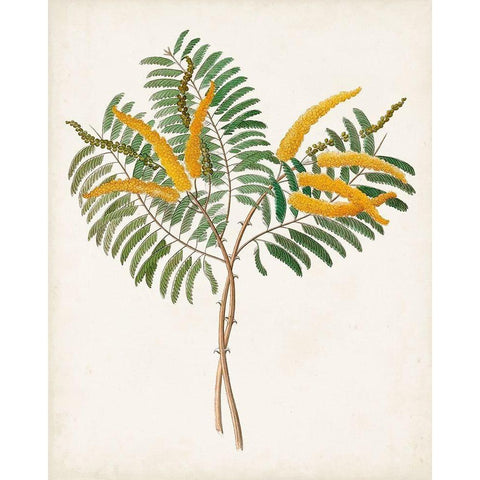 Botanical of the Tropics VIII White Modern Wood Framed Art Print by Unknown