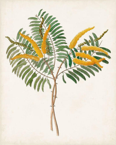 Botanical of the Tropics VIII White Modern Wood Framed Art Print with Double Matting by Unknown