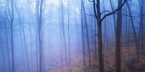 Harriman Woods VI Black Ornate Wood Framed Art Print with Double Matting by McLoughlin, James
