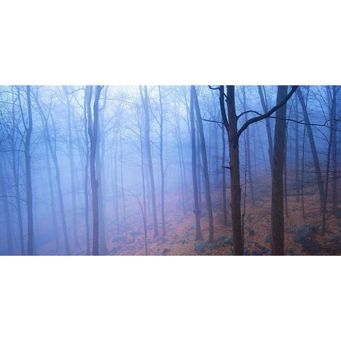Harriman Woods VI Black Modern Wood Framed Art Print by McLoughlin, James