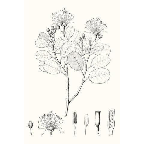 Illustrative Leaves I Black Modern Wood Framed Art Print by Vision Studio