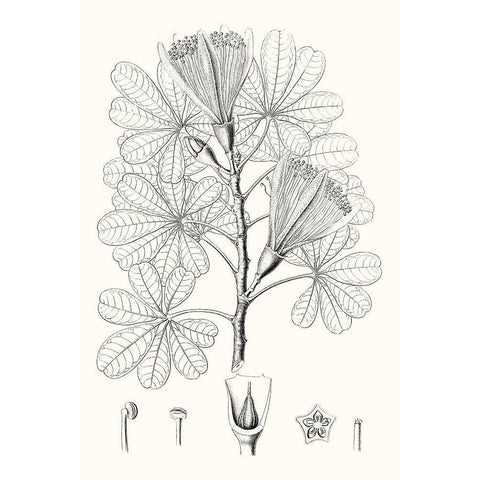 Illustrative Leaves II Black Modern Wood Framed Art Print with Double Matting by Vision Studio