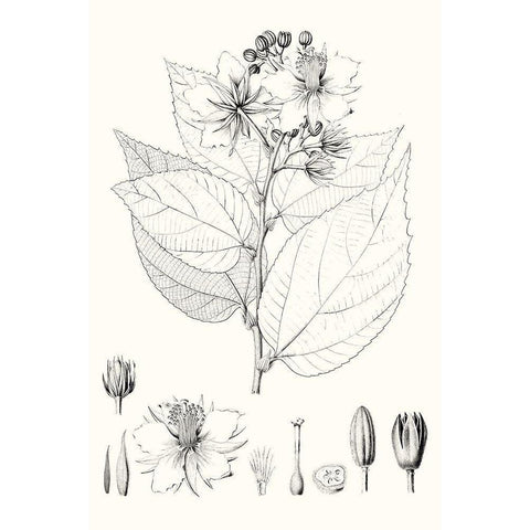 Illustrative Leaves III White Modern Wood Framed Art Print by Vision Studio